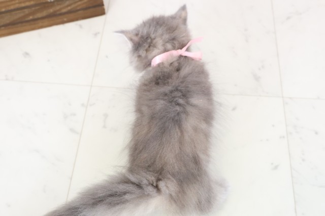 広島県のマンチカン (Coo&RIKU福山店/2026年1月24日生まれ/女の子/ブルーパッチドタビー)の子猫の4枚目の画像