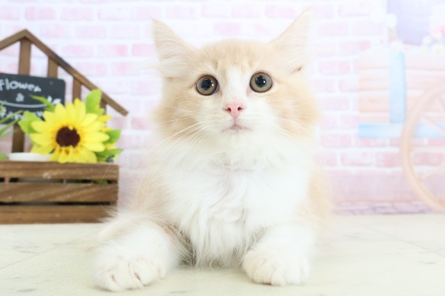 大阪府のノルウェージャンフォレストキャット (Coo&RIKU茶屋町店/2025年12月24日生まれ/男の子/クリームタビーホワイト)の子猫の1枚目の画像