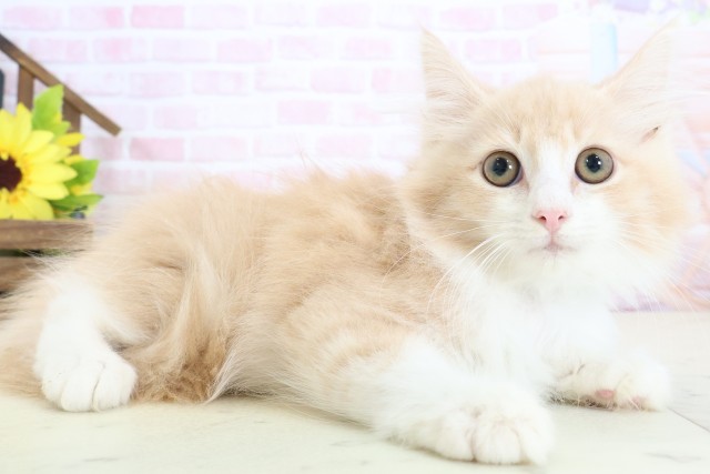 大阪府のノルウェージャンフォレストキャット (Coo&RIKU茶屋町店/2025年12月24日生まれ/男の子/クリームタビーホワイト)の子猫の2枚目の画像