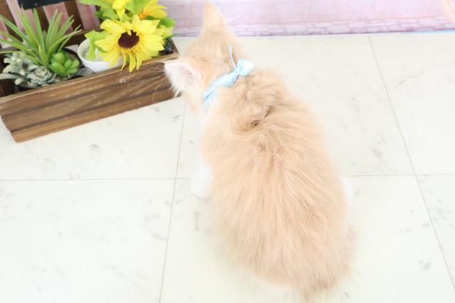 大阪府のノルウェージャンフォレストキャット (Coo&RIKU茶屋町店/2025年12月24日生まれ/男の子/クリームタビーホワイト)の子猫の4枚目の画像