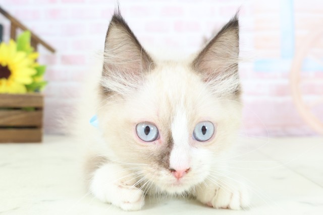 鳥取県のラグドール (Coo&RIKUラ・ムー鳥取東店/2026年1月11日生まれ/男の子/シールポイントバイカラー)の子猫の1枚目の画像