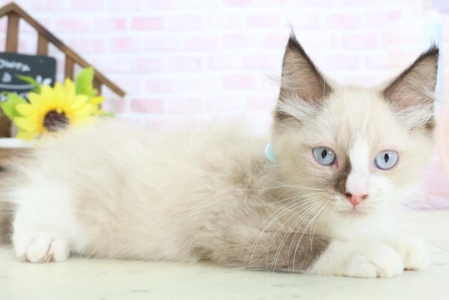 鳥取県のラグドール (Coo&RIKUラ・ムー鳥取東店/2026年1月11日生まれ/男の子/シールポイントバイカラー)の子猫の2枚目の画像