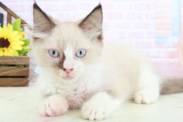 鳥取県のラグドール (Coo&RIKUラ・ムー鳥取東店/2026年1月11日生まれ/男の子/シールポイントバイカラー)の子猫の3枚目の画像