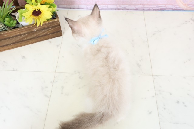 鳥取県のラグドール (Coo&RIKUラ・ムー鳥取東店/2026年1月11日生まれ/男の子/シールポイントバイカラー)の子猫の4枚目の画像