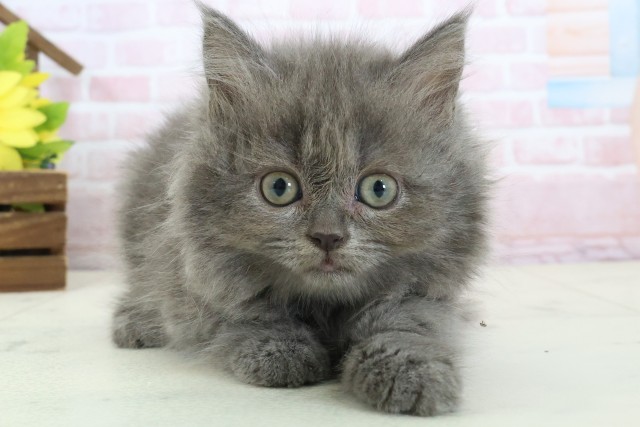 ブリティッシュロングヘアー