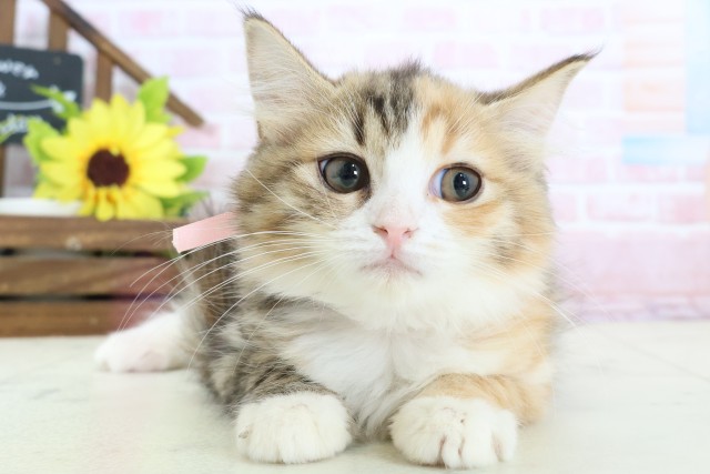 マンチカン(長足)