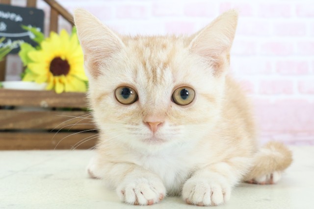 アメリカンショートヘアー