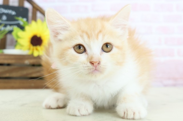 スコティッシュフォールド(立ち耳)