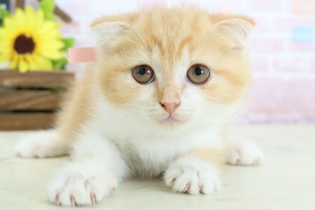 スコティッシュフォールド