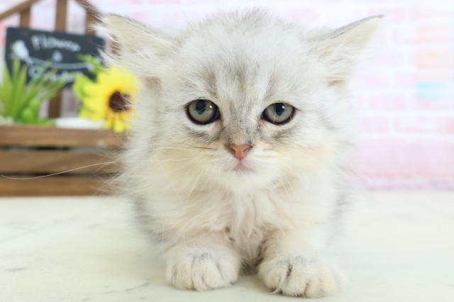 ミヌエット(長足)