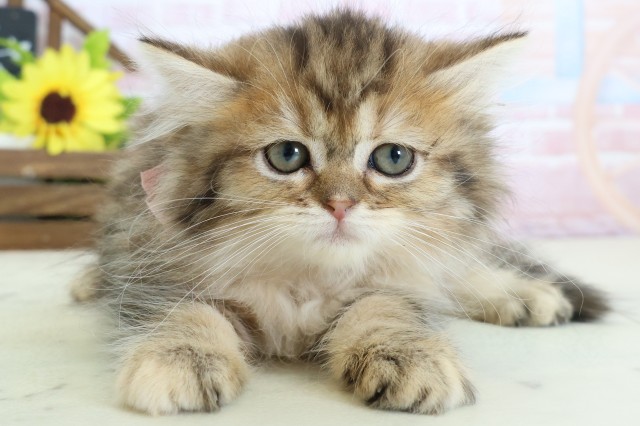 ミヌエット(長足)