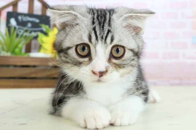 スコティッシュフォールド