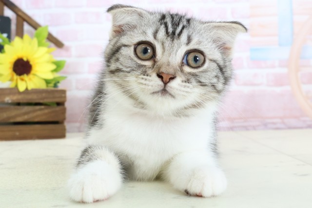 スコティッシュフォールド