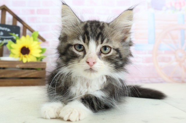 ノルウェージャン・フォレストキャット