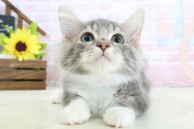 ノルウェージャン・フォレストキャット