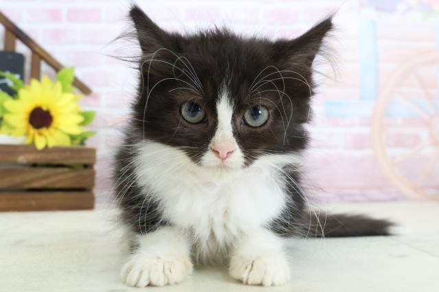 ノルウェージャン・フォレストキャット