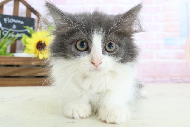 ノルウェージャン・フォレストキャット