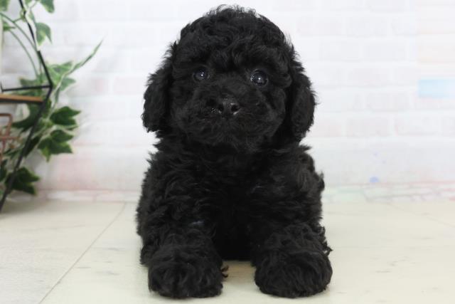 広島県のトイプードル(トイ) (Coo&RIKU東広島店/2026年1月23日生まれ/男の子/ブラック)の子犬の1枚目の画像