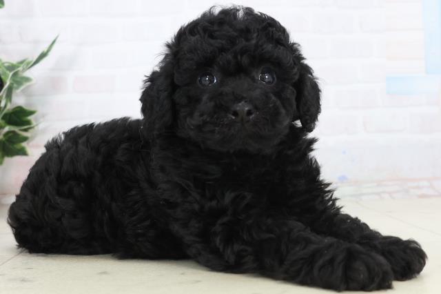 広島県のトイプードル(トイ) (Coo&RIKU東広島店/2026年1月23日生まれ/男の子/ブラック)の子犬の2枚目の画像