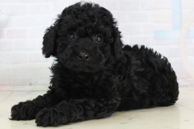 広島県のトイプードル(トイ) (Coo&RIKU東広島店/2026年1月23日生まれ/男の子/ブラック)の子犬の3枚目の画像