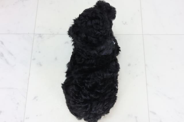 広島県のトイプードル(トイ) (Coo&RIKU東広島店/2026年1月23日生まれ/男の子/ブラック)の子犬の4枚目の画像