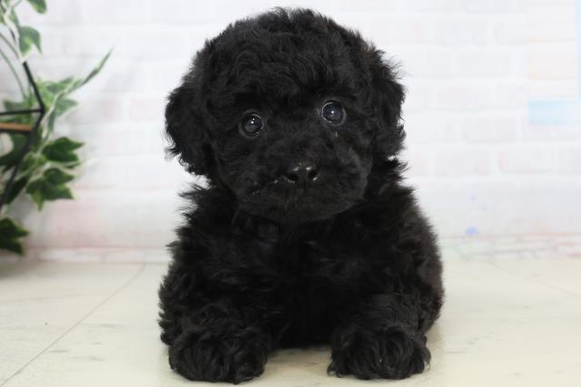 山口県のトイプードル(トイ) (Coo&RIKUシーモール下関店/2026年1月23日生まれ/男の子/ブラック)の子犬の1枚目の画像