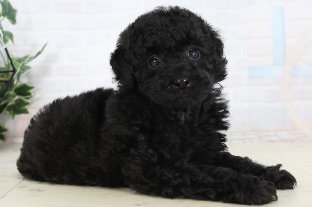 山口県のトイプードル(トイ) (Coo&RIKUシーモール下関店/2026年1月23日生まれ/男の子/ブラック)の子犬の2枚目の画像
