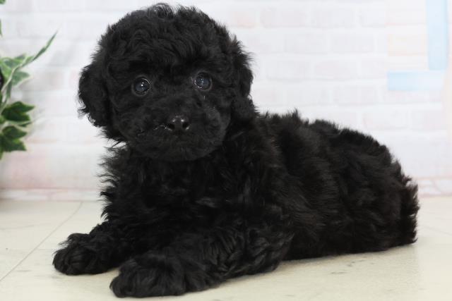 山口県のトイプードル(トイ) (Coo&RIKUシーモール下関店/2026年1月23日生まれ/男の子/ブラック)の子犬の3枚目の画像