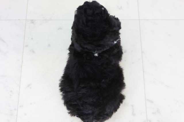 山口県のトイプードル(トイ) (Coo&RIKUシーモール下関店/2026年1月23日生まれ/男の子/ブラック)の子犬の4枚目の画像