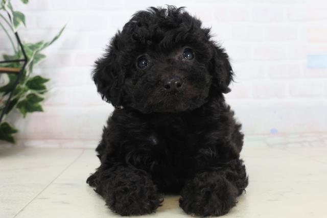 徳島県のトイプードル(トイ) (Coo&RIKU徳島店/2026年1月31日生まれ/女の子/ブラック)の子犬の1枚目の画像