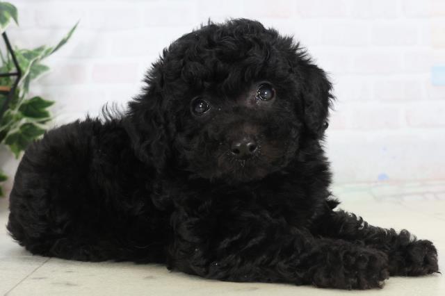 徳島県のトイプードル(トイ) (Coo&RIKU徳島店/2026年1月31日生まれ/女の子/ブラック)の子犬の2枚目の画像