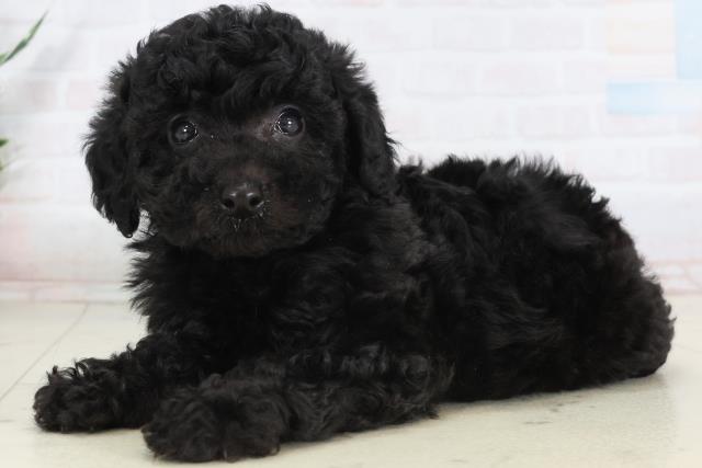 徳島県のトイプードル(トイ) (Coo&RIKU徳島店/2026年1月31日生まれ/女の子/ブラック)の子犬の3枚目の画像