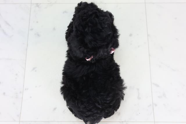 徳島県のトイプードル(トイ) (Coo&RIKU徳島店/2026年1月31日生まれ/女の子/ブラック)の子犬の4枚目の画像