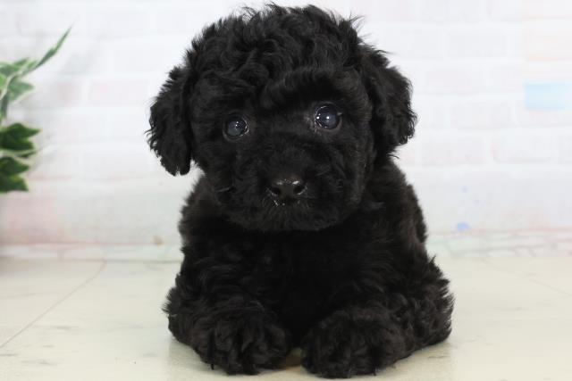 福岡県のトイプードル(トイ) (Coo&RIKU筑後店/2026年1月31日生まれ/男の子/ブラック)の子犬の1枚目の画像