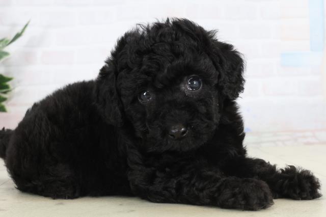 福岡県のトイプードル(トイ) (Coo&RIKU筑後店/2026年1月31日生まれ/男の子/ブラック)の子犬の2枚目の画像