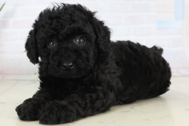 福岡県のトイプードル(トイ) (Coo&RIKU筑後店/2026年1月31日生まれ/男の子/ブラック)の子犬の3枚目の画像