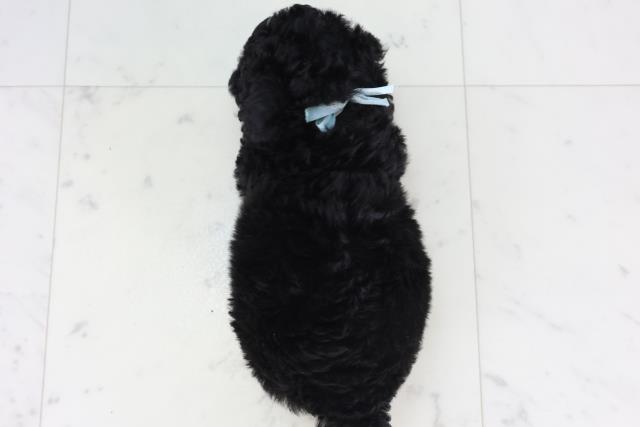 福岡県のトイプードル(トイ) (Coo&RIKU筑後店/2026年1月31日生まれ/男の子/ブラック)の子犬の4枚目の画像