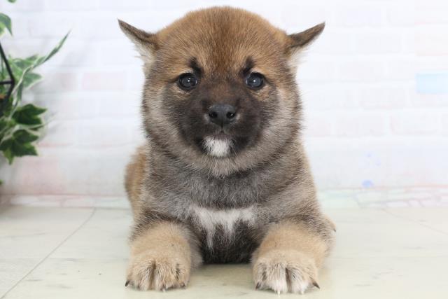 岡山県の柴犬(標準サイズ) (Coo&RIKU岡山店/2026年1月31日生まれ/男の子/赤)の子犬の1枚目の画像