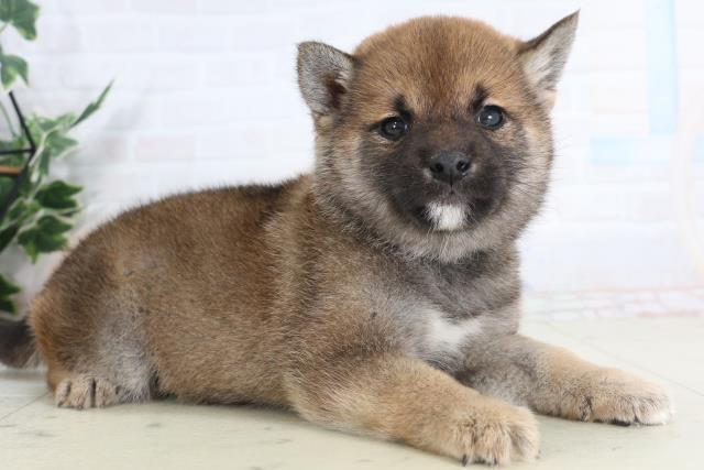 岡山県の柴犬(標準サイズ) (Coo&RIKU岡山店/2026年1月31日生まれ/男の子/赤)の子犬の2枚目の画像