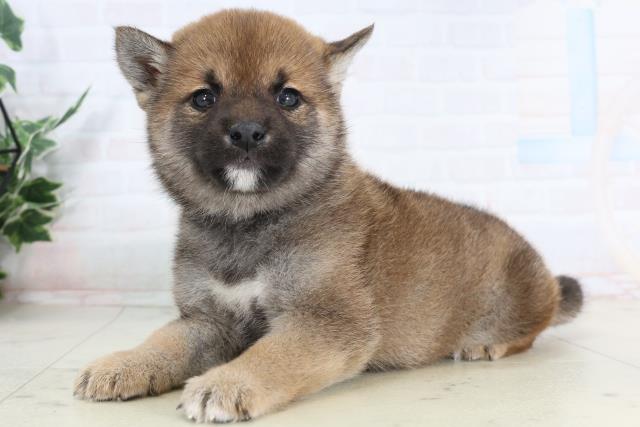 岡山県の柴犬(標準サイズ) (Coo&RIKU岡山店/2026年1月31日生まれ/男の子/赤)の子犬の3枚目の画像