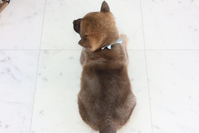 岡山県の柴犬(標準サイズ) (Coo&RIKU岡山店/2026年1月31日生まれ/男の子/赤)の子犬の4枚目の画像