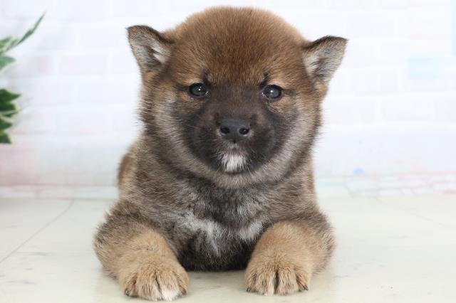 山口県の柴犬(標準サイズ) (Coo&RIKUサンパークあじす店/2026年1月31日生まれ/男の子/赤)の子犬の1枚目の画像