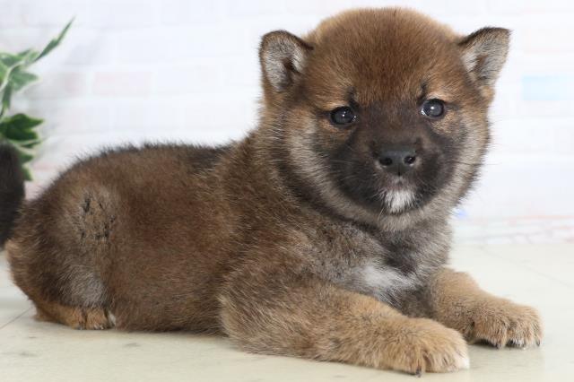 山口県の柴犬(標準サイズ) (Coo&RIKUサンパークあじす店/2026年1月31日生まれ/男の子/赤)の子犬の2枚目の画像