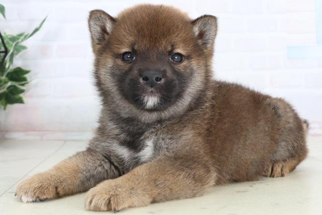 山口県の柴犬(標準サイズ) (Coo&RIKUサンパークあじす店/2026年1月31日生まれ/男の子/赤)の子犬の3枚目の画像