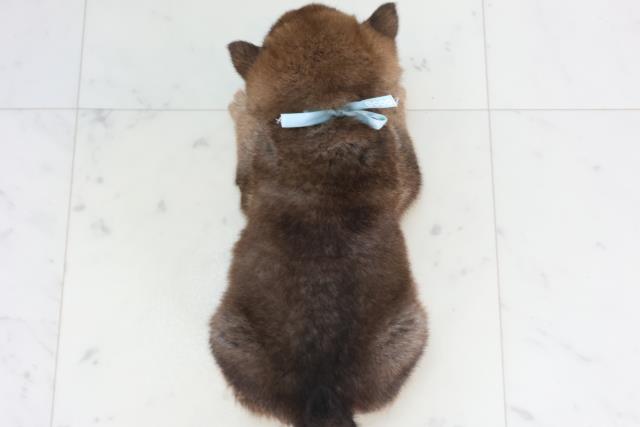 山口県の柴犬(標準サイズ) (Coo&RIKUサンパークあじす店/2026年1月31日生まれ/男の子/赤)の子犬の4枚目の画像