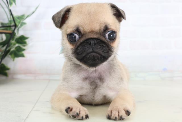 福岡県のパグ (Coo&RIKUフォレストシティ春日店/2026年1月24日生まれ/男の子/フォーン)の子犬の1枚目の画像