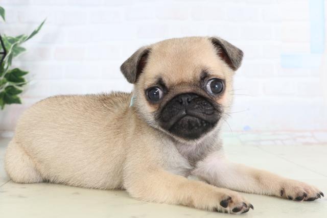 福岡県のパグ (Coo&RIKUフォレストシティ春日店/2026年1月24日生まれ/男の子/フォーン)の子犬の2枚目の画像