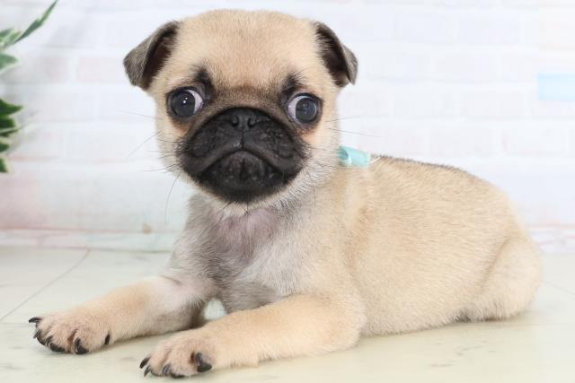 福岡県のパグ (Coo&RIKUフォレストシティ春日店/2026年1月24日生まれ/男の子/フォーン)の子犬の3枚目の画像