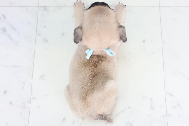 福岡県のパグ (Coo&RIKUフォレストシティ春日店/2026年1月24日生まれ/男の子/フォーン)の子犬の4枚目の画像
