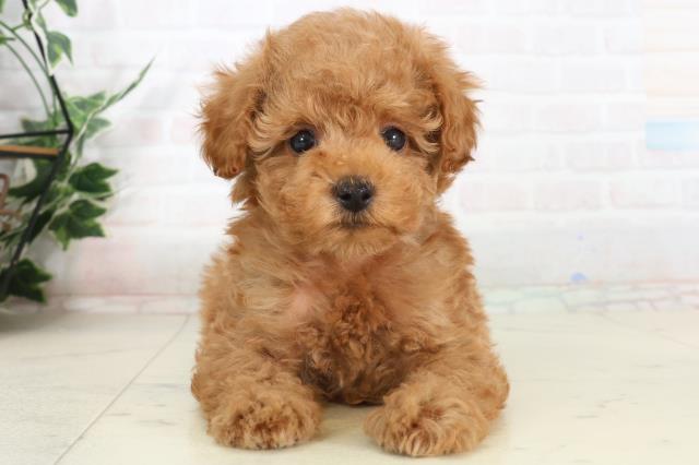 福岡県のトイプードル(トイ) (Coo&RIKUゆめタウン飯塚店/2026年1月29日生まれ/男の子/アプリコット)の子犬の1枚目の画像